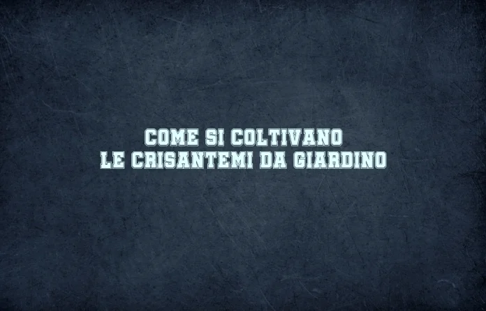 Coltivazione dei crisantemi in giardino